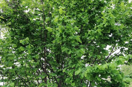 Karadeniz Turu 3 Gece Otel  Konaklamalı 4 Gece 5 Gün 