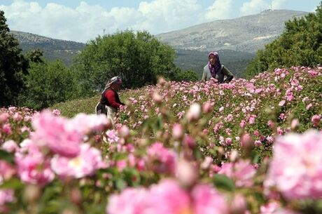 Isparta Gül Hasadı yada Lavanta Tarlaları Salda Gölü Pamukkale Çeşme Alaçatı Turu