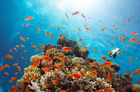 İstanbul Kalkışlı Ajet İle Piramitlerden Kızıldenize Kahire Sharm El Sheıkh Turu 6 Gece