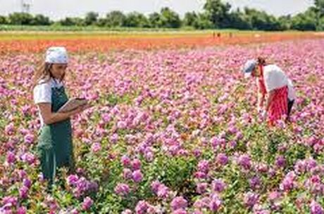 Isparta Gül Hasadı yada Lavanta Tarlaları Salda Gölü Pamukkale Çeşme Alaçatı Turu