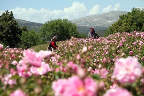 Isparta Gül Hasadı yada Lavanta Tarlaları Salda Gölü Pamukkale Çeşme Alaçatı Turu