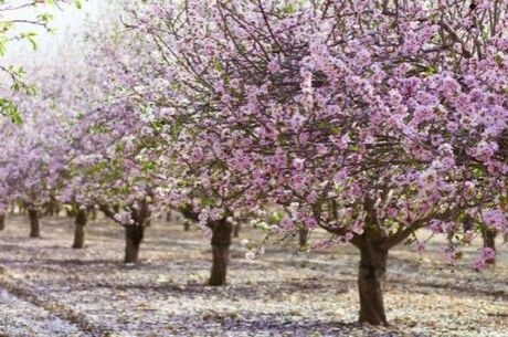  1 Gece Otel Konaklamalı Datça Badem Çiçeği Festivali Turu