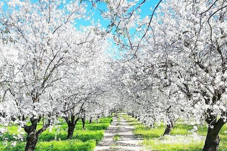  1 Gece Otel Konaklamalı Datça Badem Çiçeği Festivali Turu